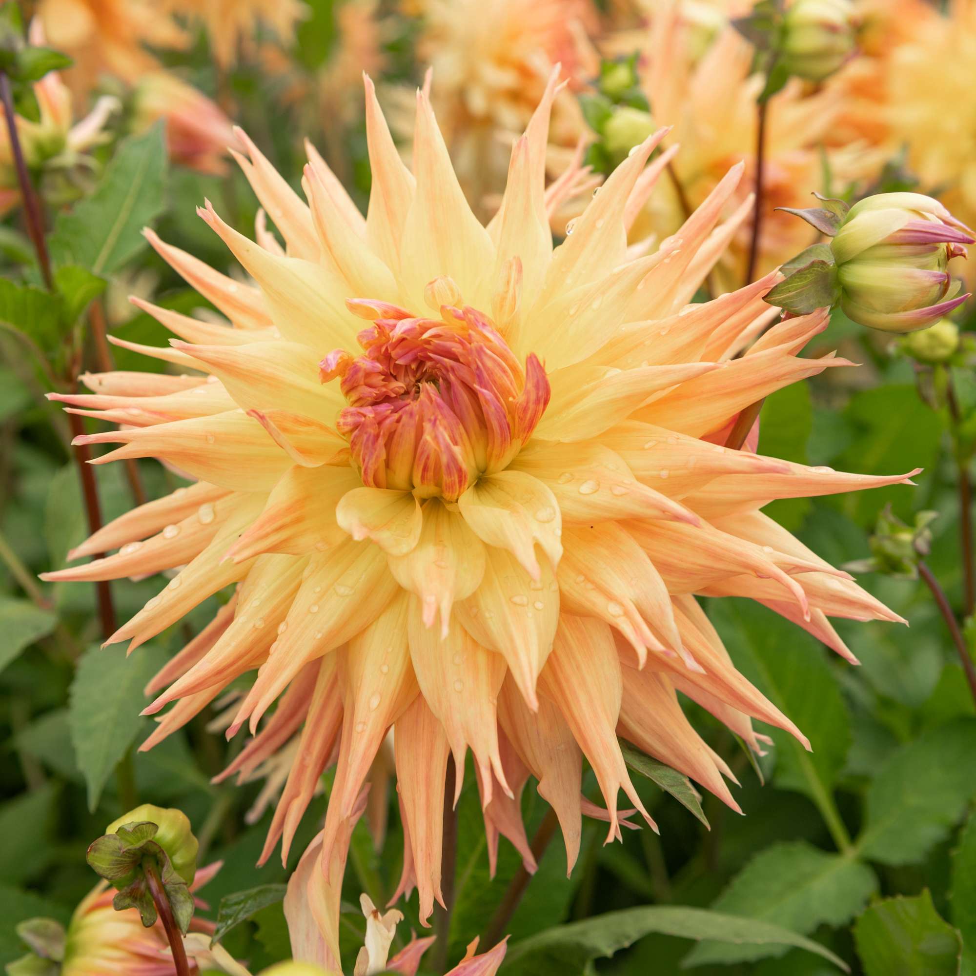Dahlia 'Penhill Autumn Shade'